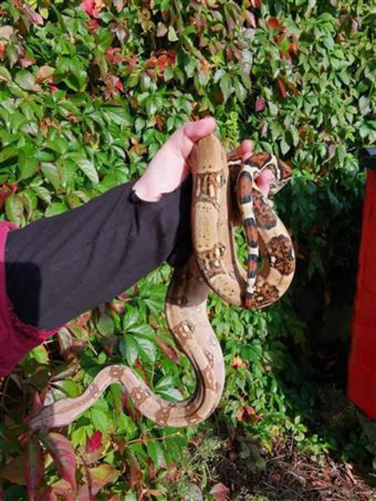 Boa constrictor (BCI)