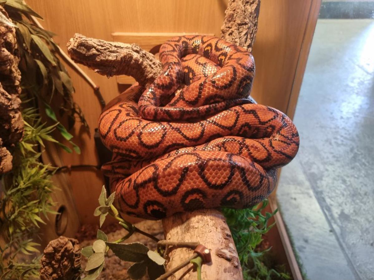 Brazilian Rainbow Boa 