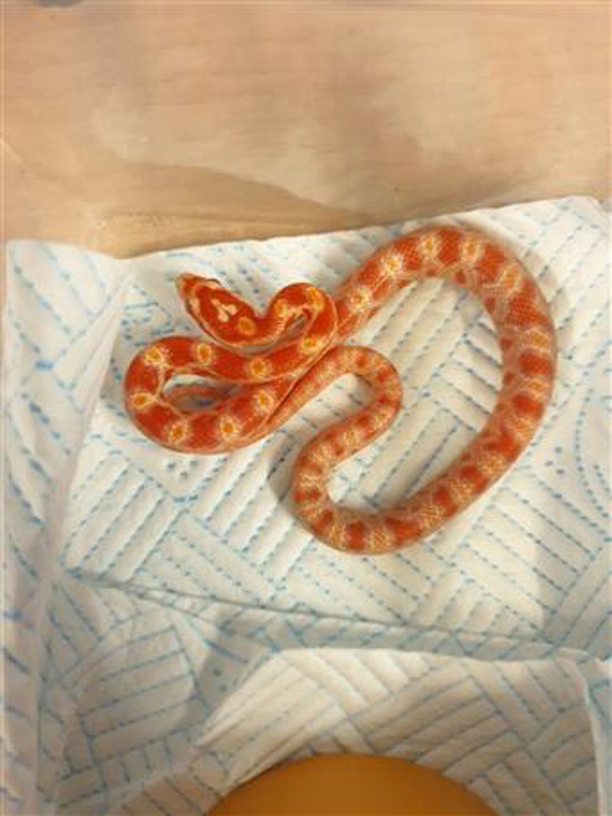 Corn snake 