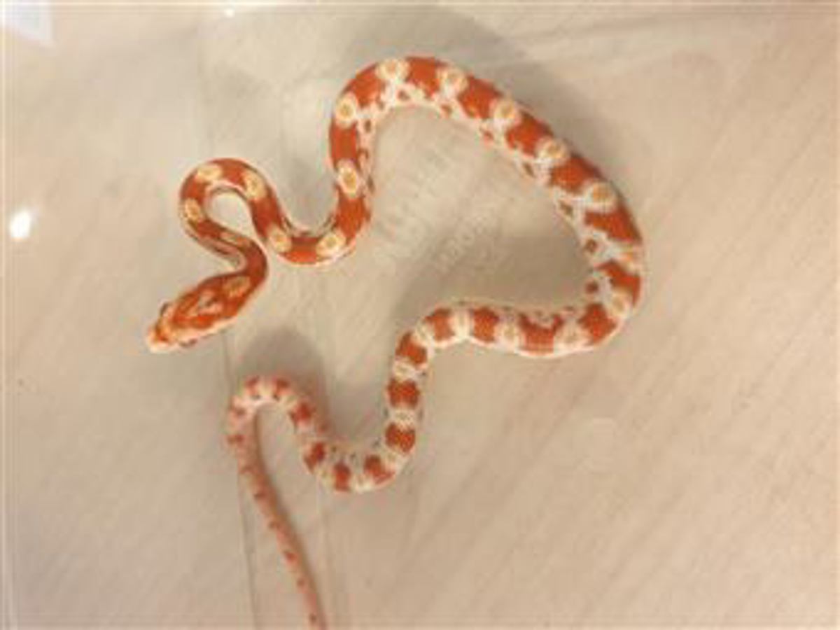 Corn snake 