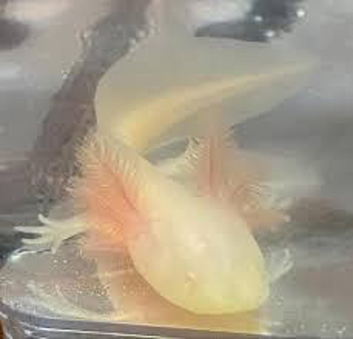 Axolotl 
