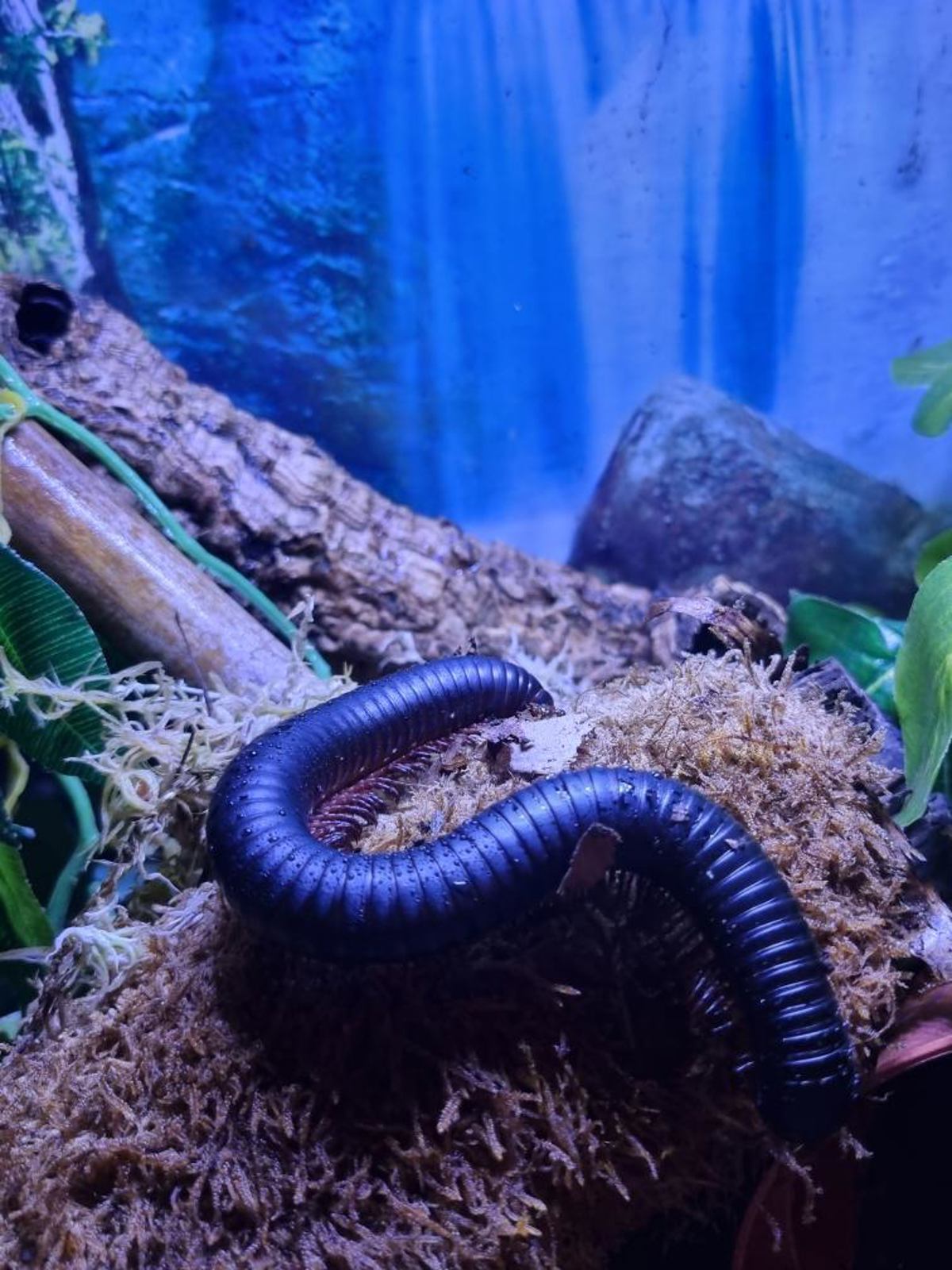 African Train Millipede