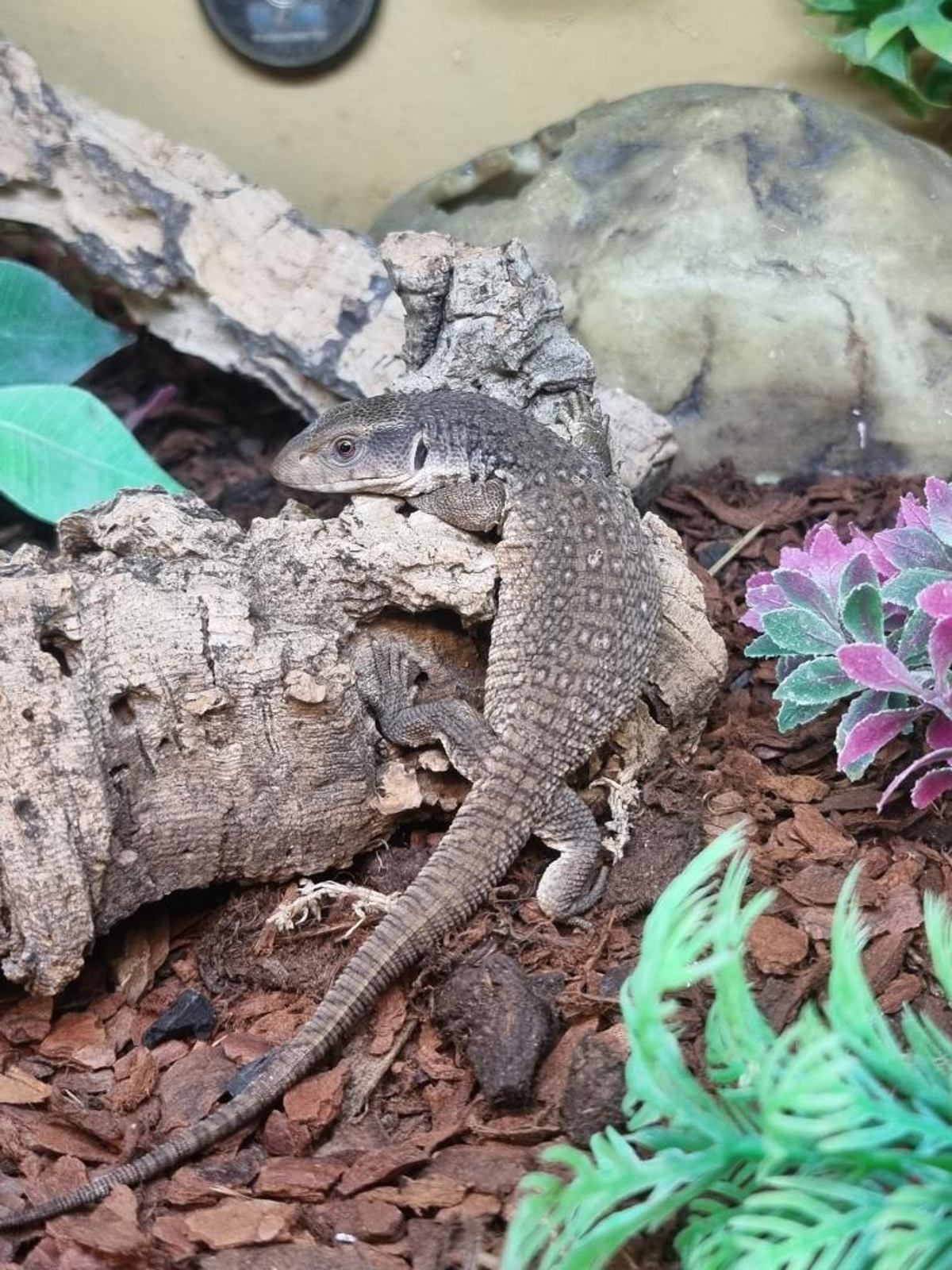 Bosc Monitor