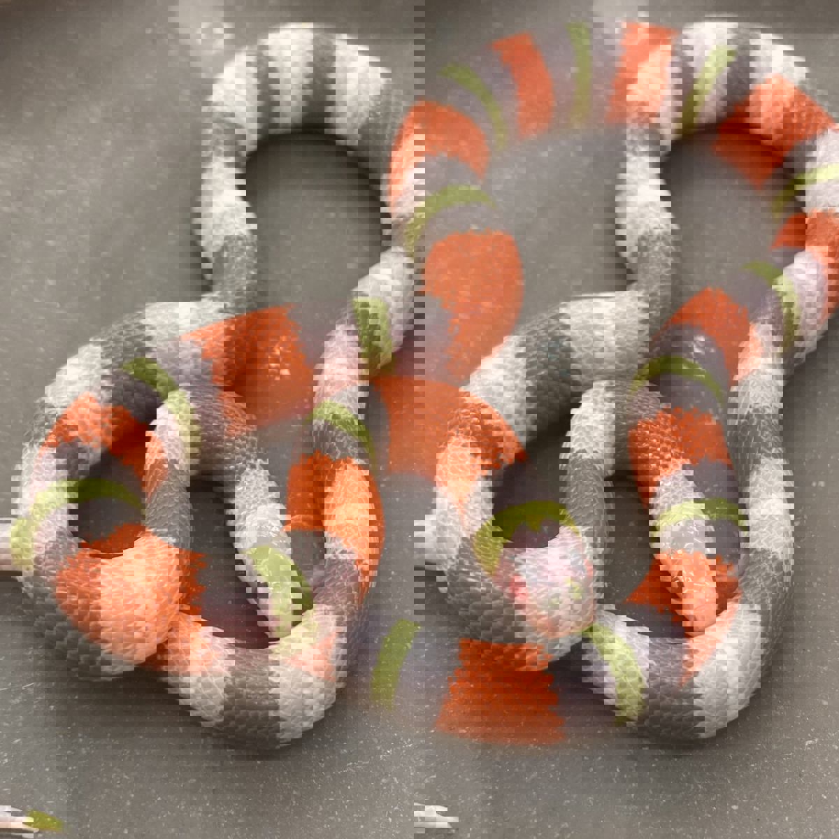 Pueblan x Nelson Milk Snake