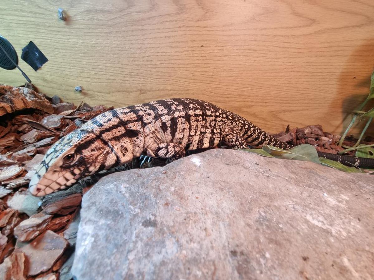 Argentine Black & White Tegu