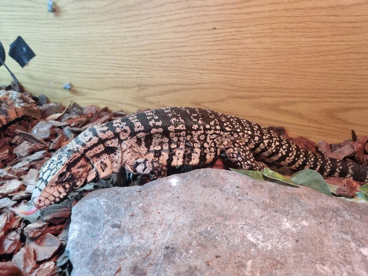 Argentine Black & White Tegu