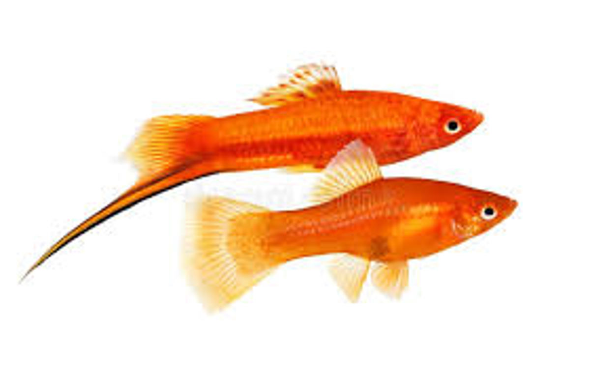 Swordtails
