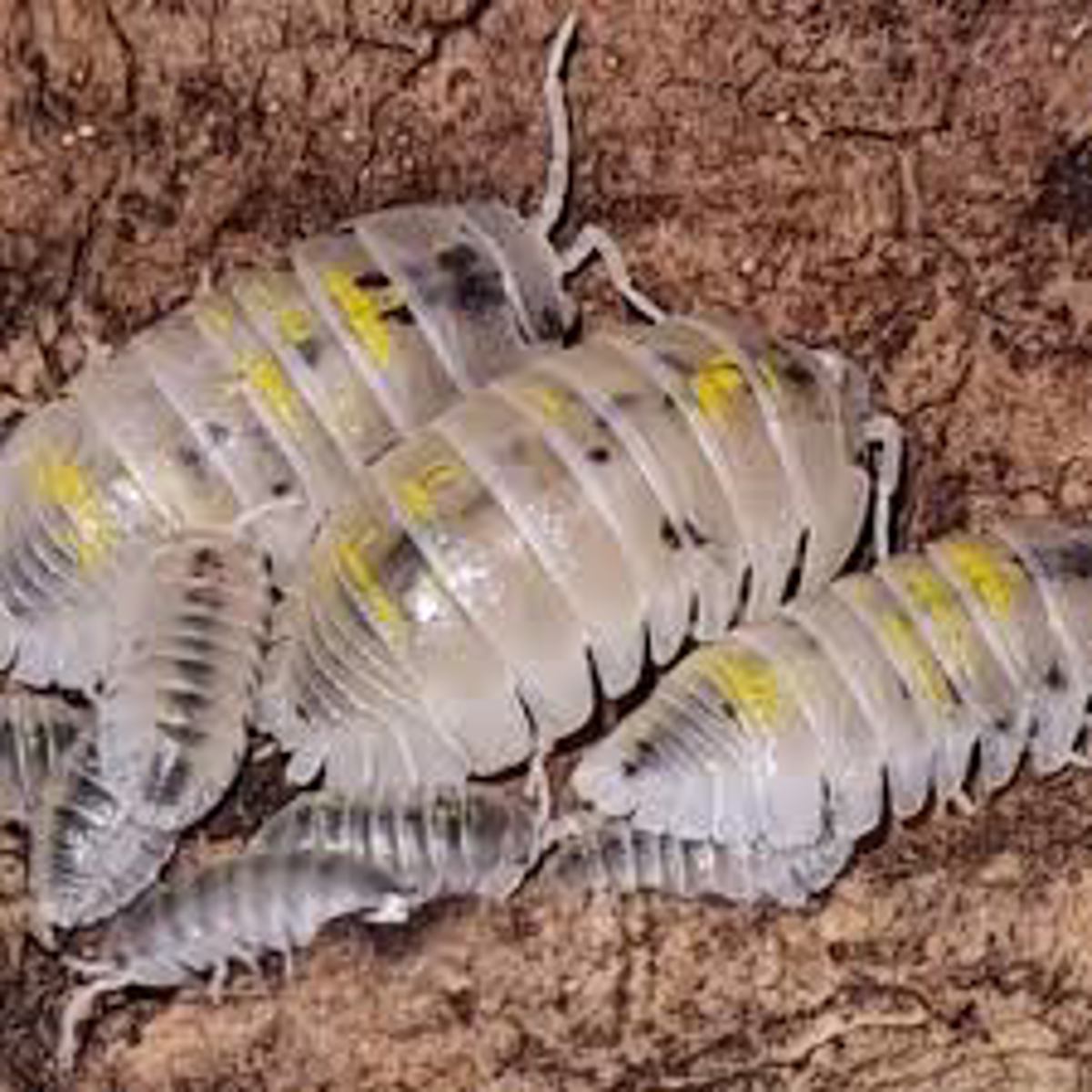 Magic potion isopods