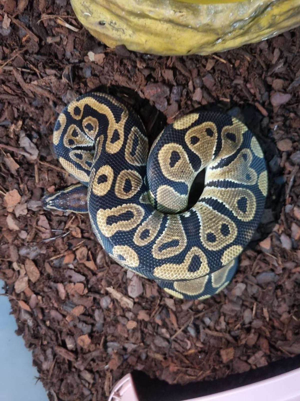 Royal Python