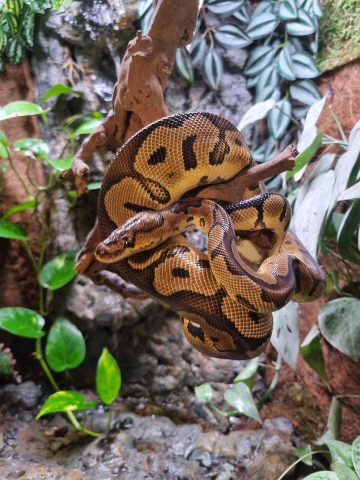 Royal Python