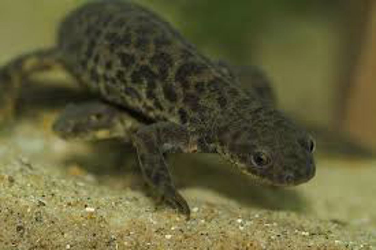 Spanish Ribbed Newt
