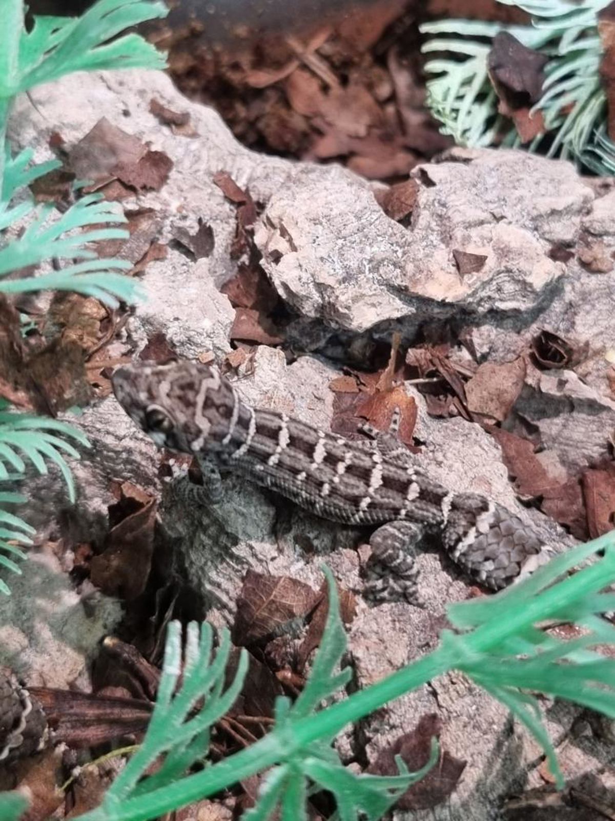 Viper Gecko
