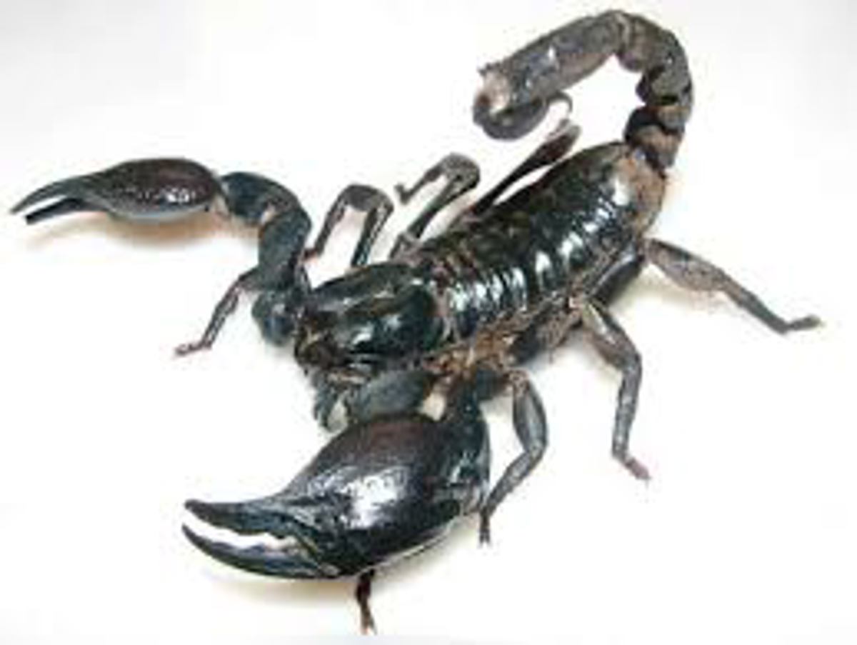 Asian jungle scorpion