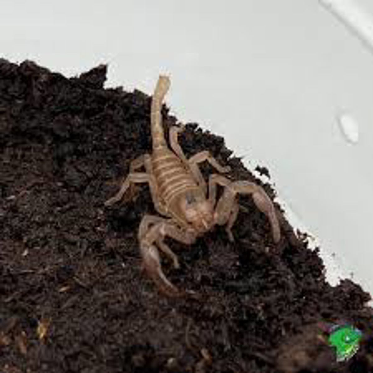 Asian Jungle Scorpion
