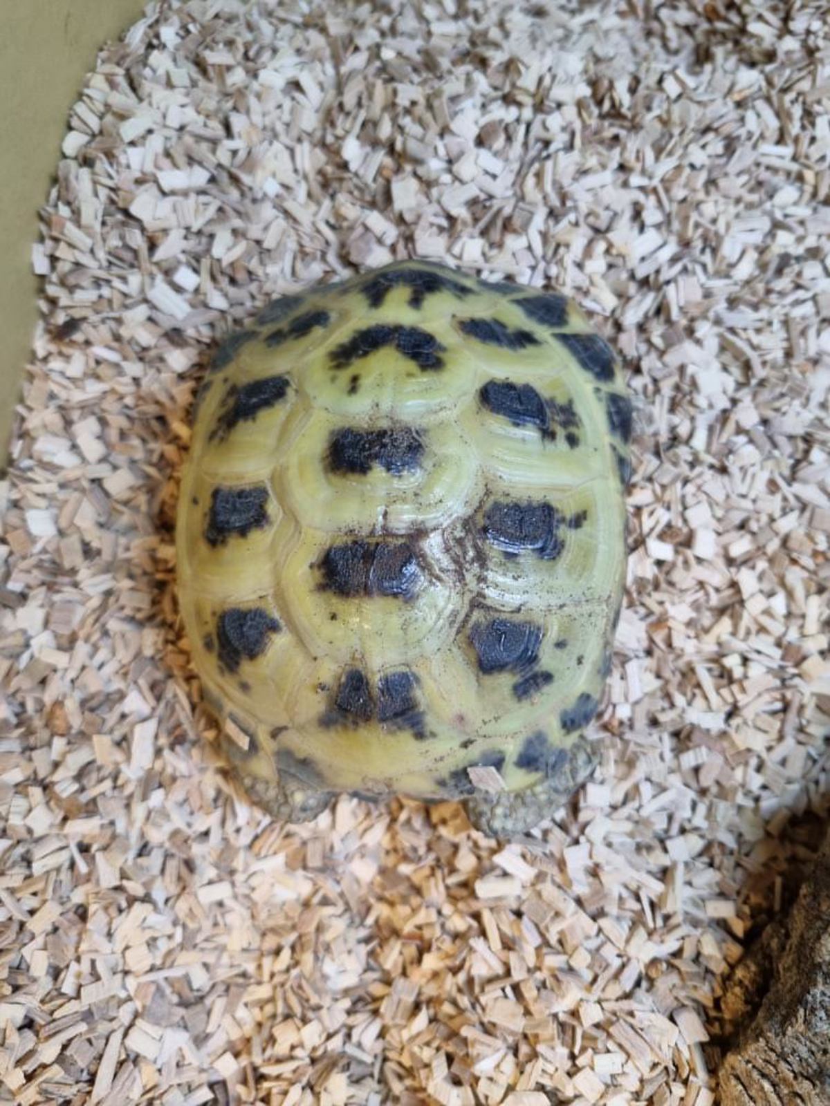 Horsefield Tortoise