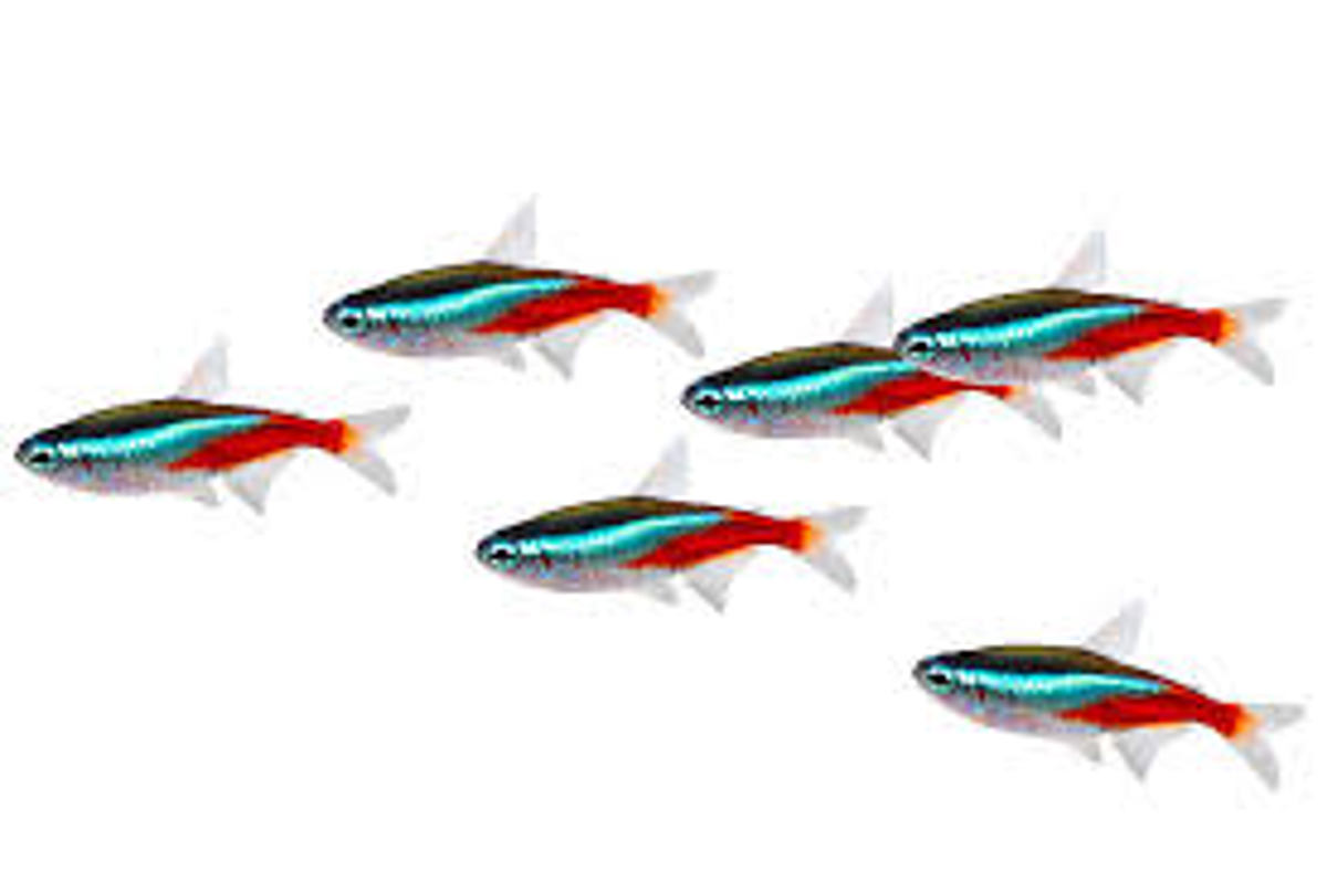 Neon tetra