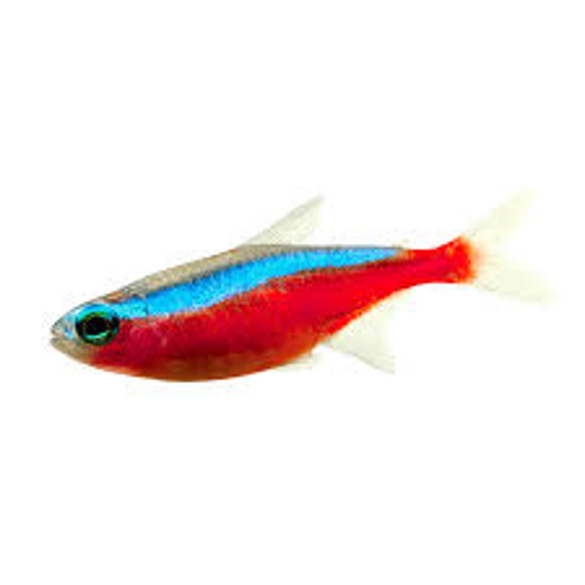 Cardinal tetra