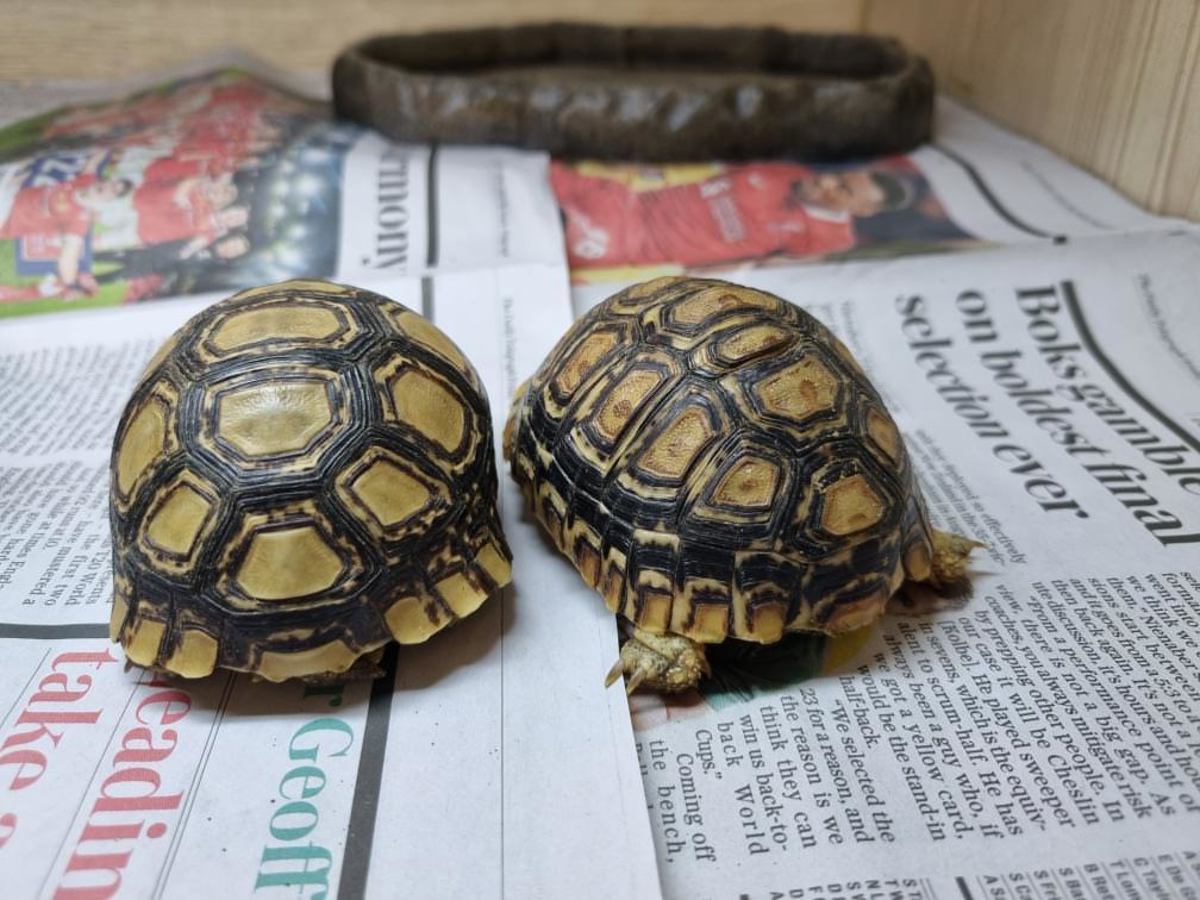 Leopard Tortoise