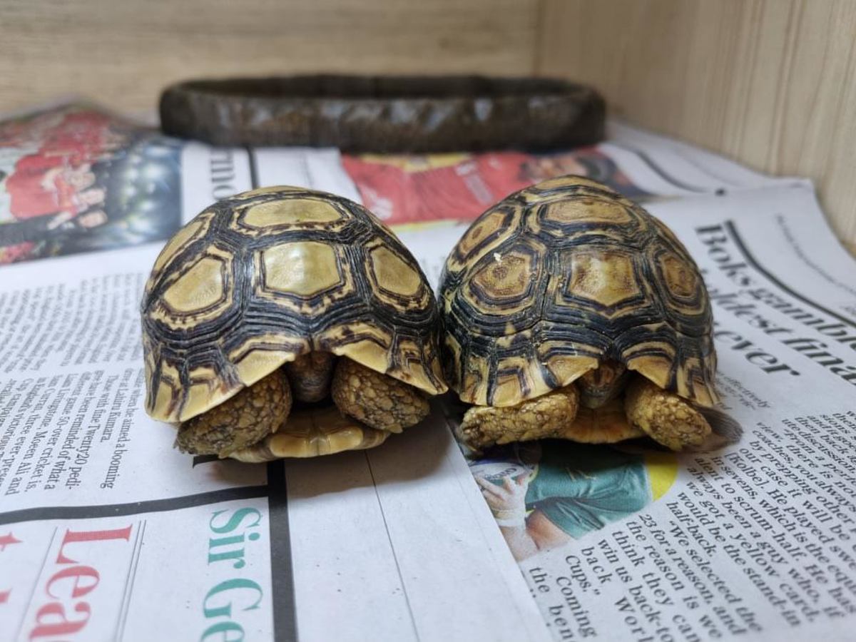 Leopard Tortoise