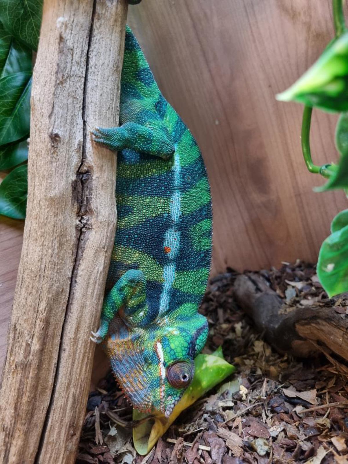 Panther chameleon