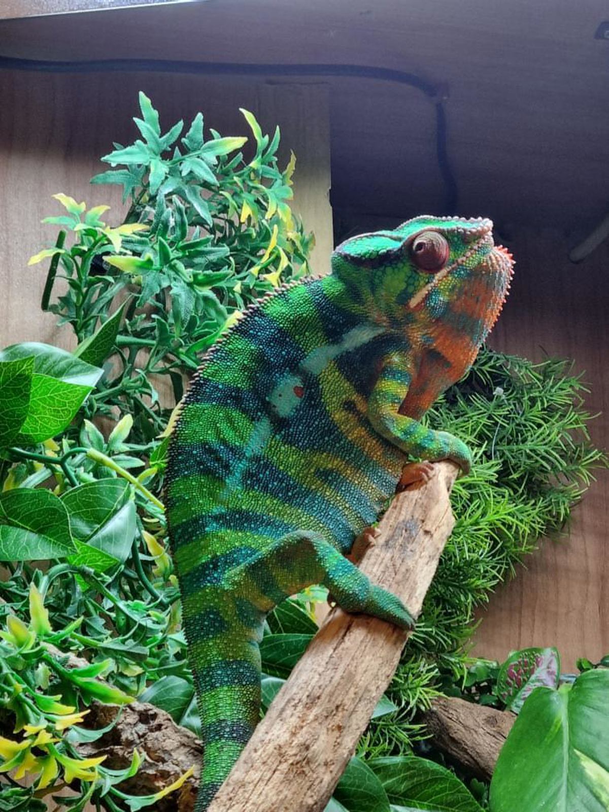Panther chameleon