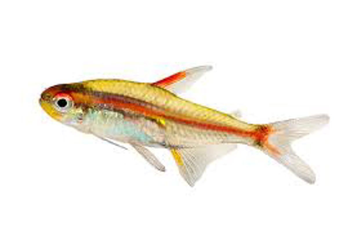 Glowlight tetra