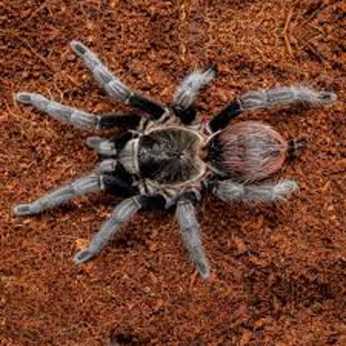 Red Rump Tarantula