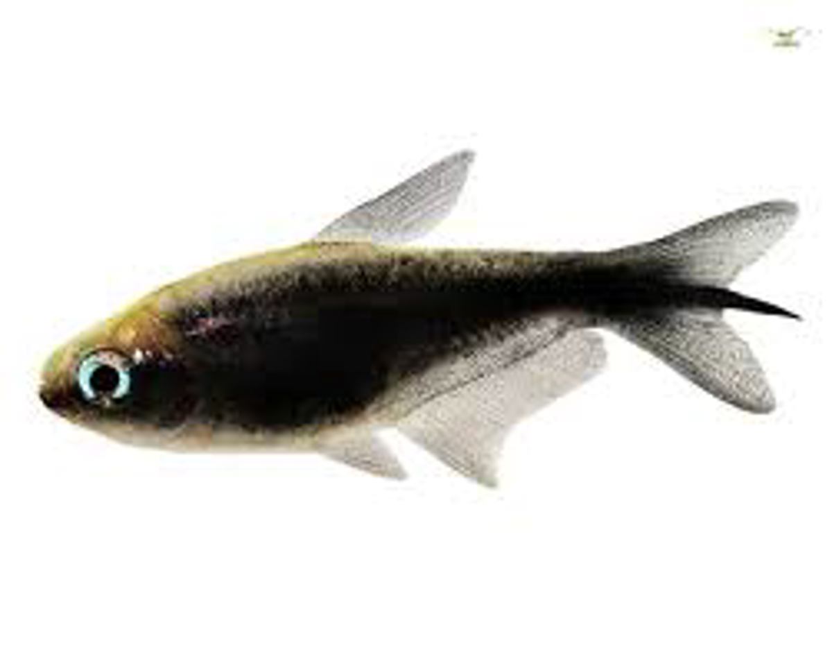 Emperor tetra