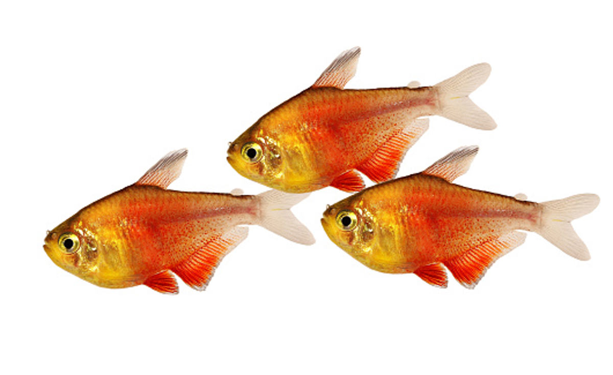 Flame tetra