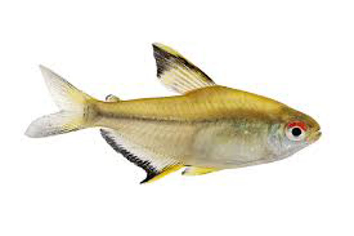 Lemon tetra
