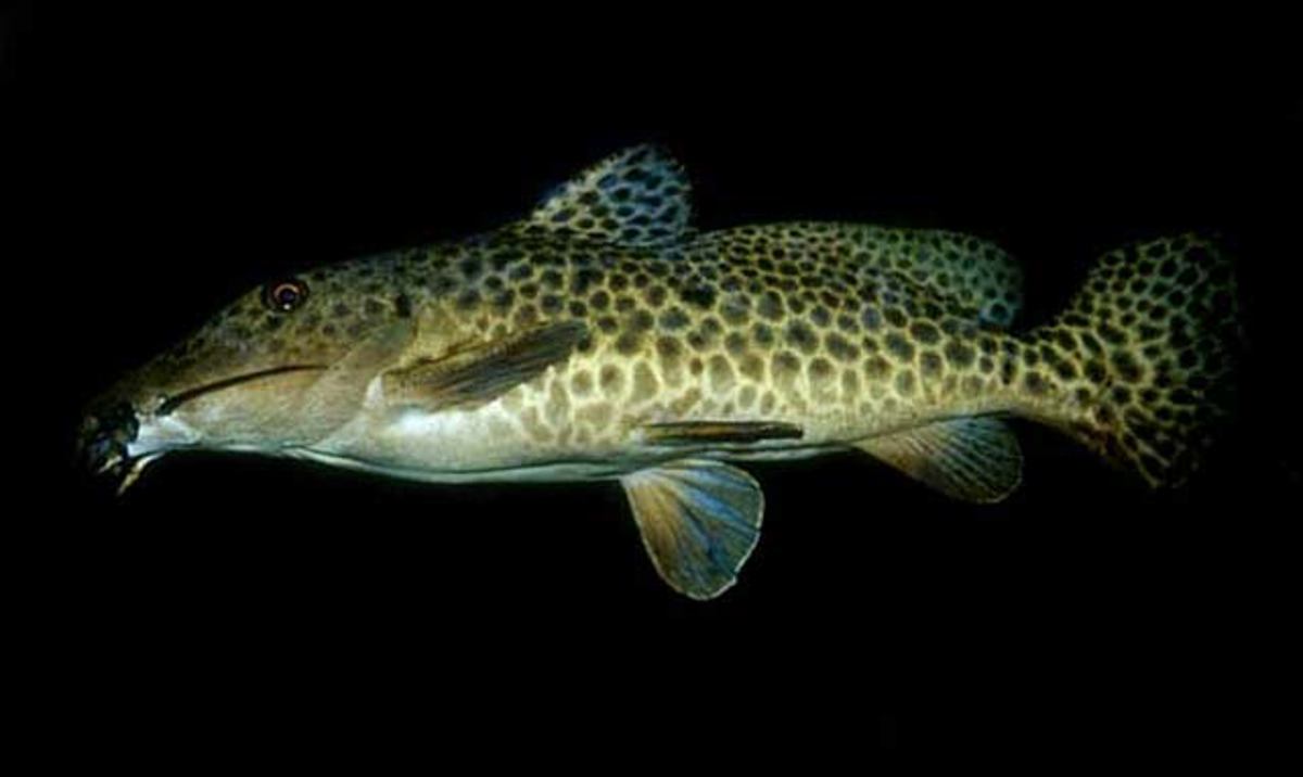 Girraffe Catfish