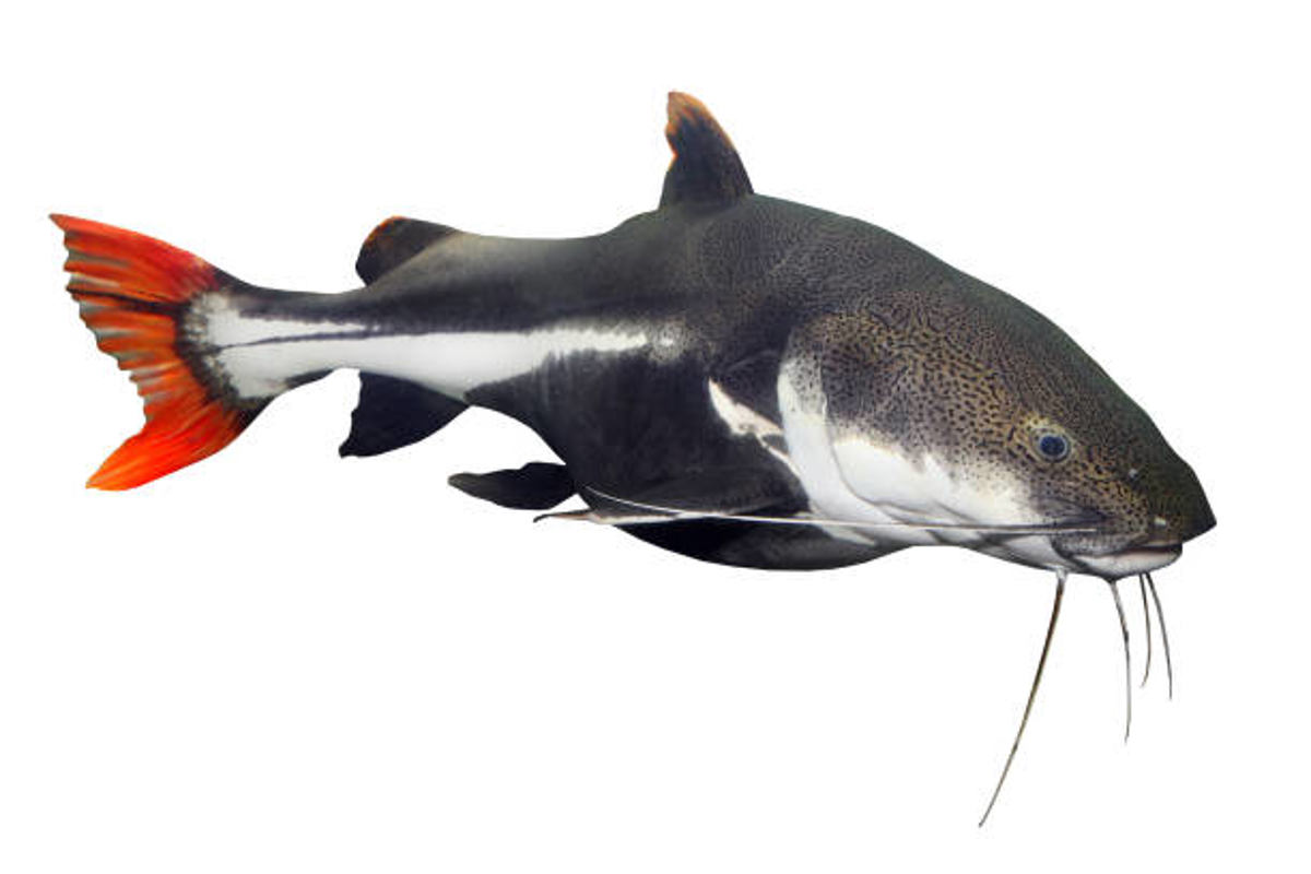 Red-tail Catfish