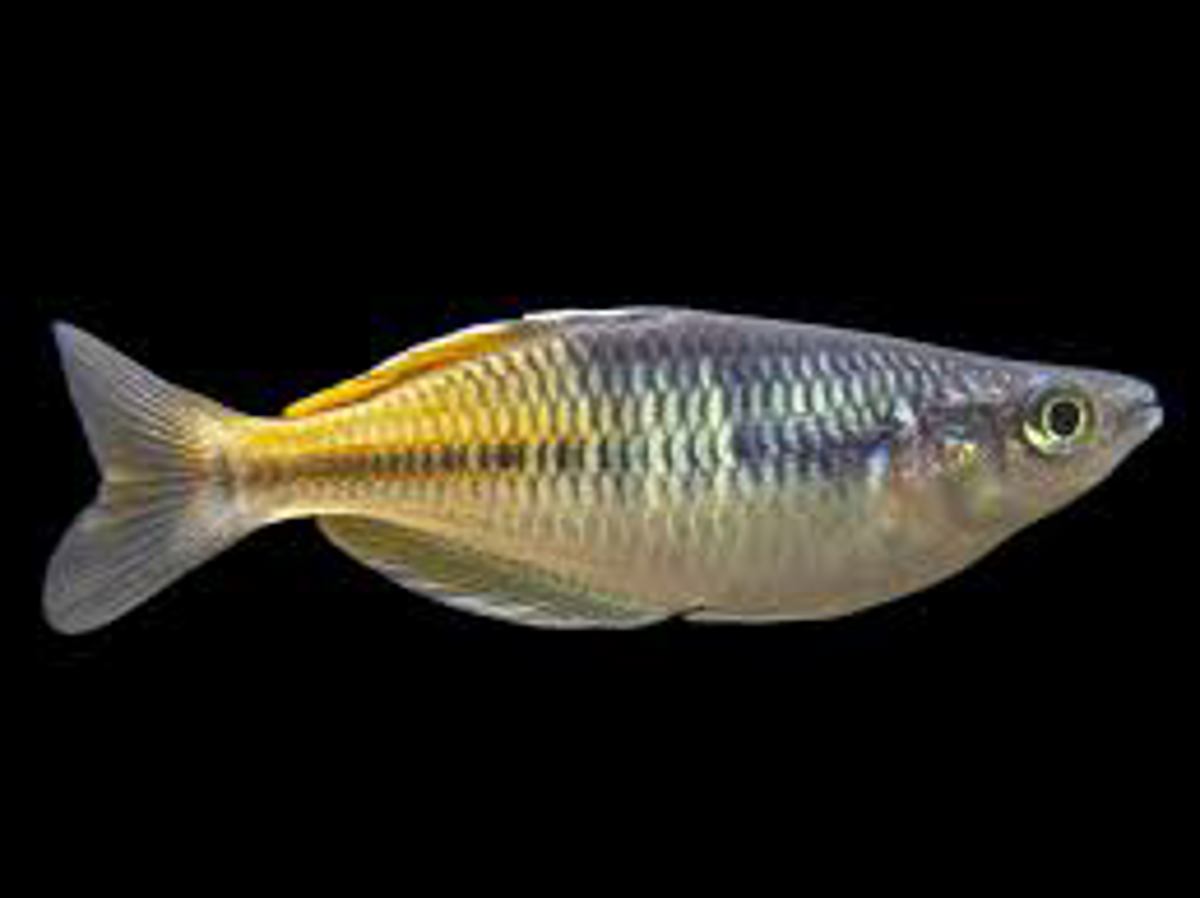 Boeseman's rainbowfish