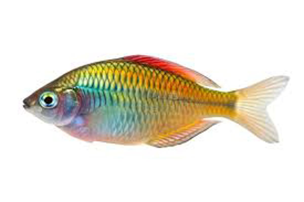 Celebes Rainbowfish
