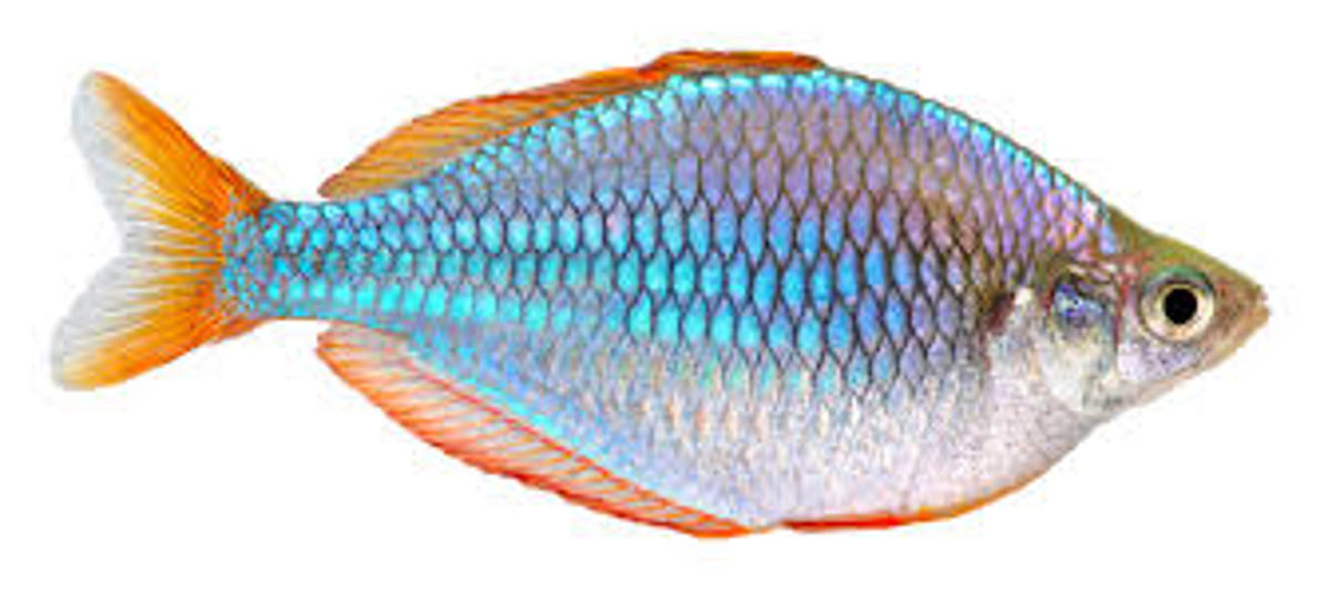 Dwarf Neon Rainbowfish