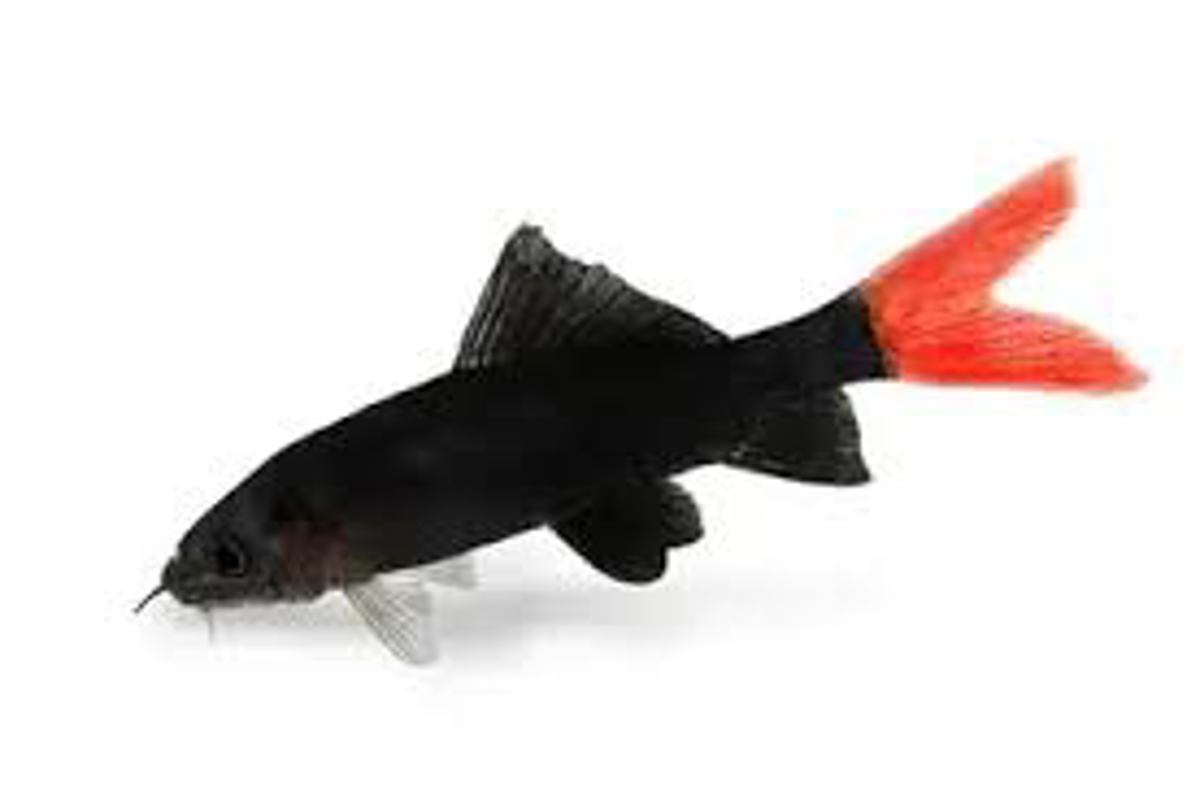 Red-tail Black Shark