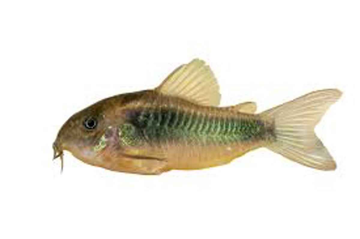Bronze Corydoras