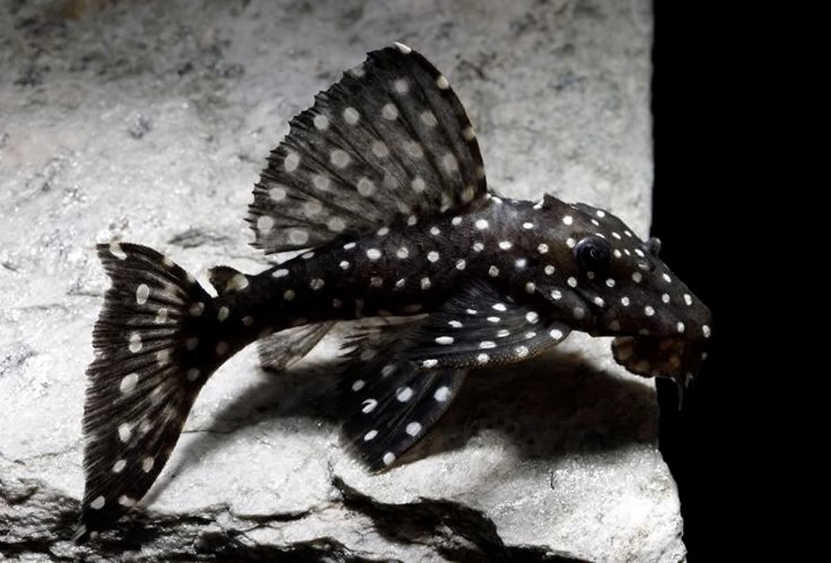 Galaxy Pleco (L-007)