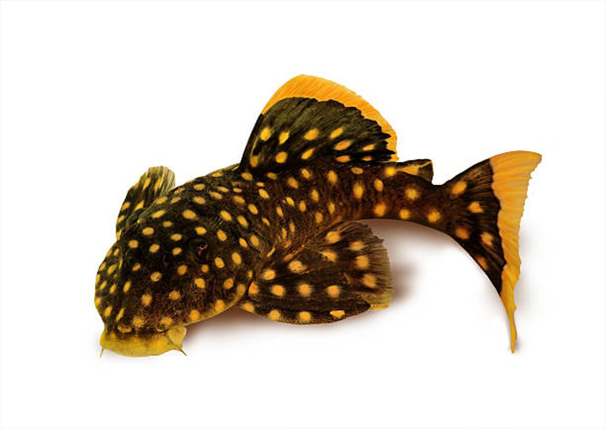 Golden Nugget Pleco (L-018)
