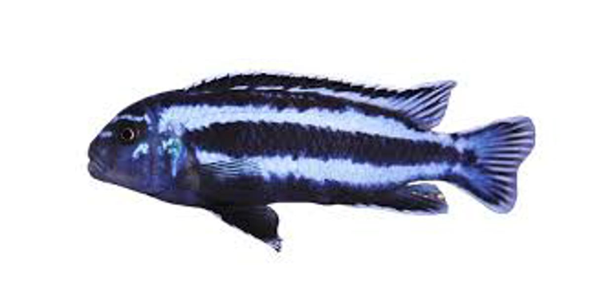 Maingano Cichlid